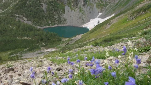Static view to mountain lake with glacier. Flowers. Altai Video stock 103376448
