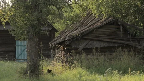 Static view on old destroyed abandoned wooden house in village of Belarus. Stock Footage 99495559