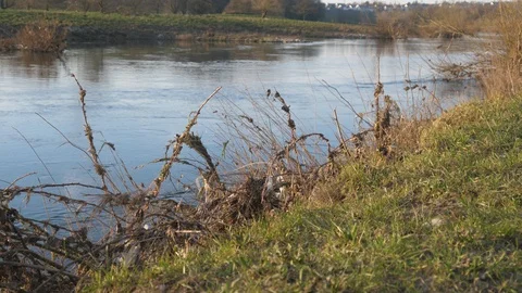 Static view over the water. River Ruhr, Brushwood and weeds in the foreground Stock Footage 128739459