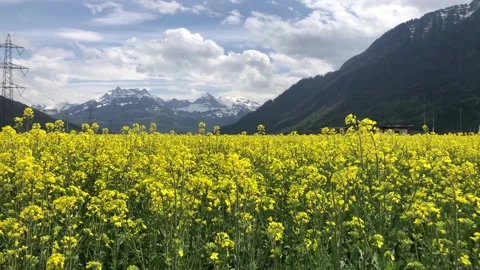 Static view of a raps field in the beautiful Switzerland with big mountains. Stock Footage 153512316