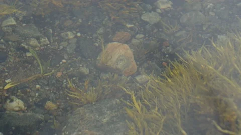 Static view to sea bed. Sea oak. Kandalaksha gulf, White Sea. 動画素材 147508160