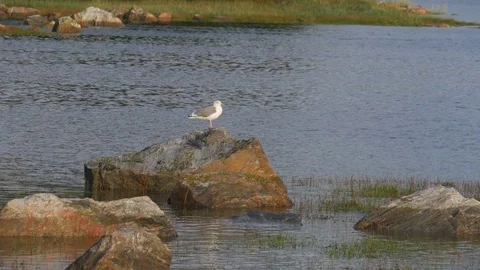 Static view to sea shore. The gull sitting on a rock. Video stock 84077073