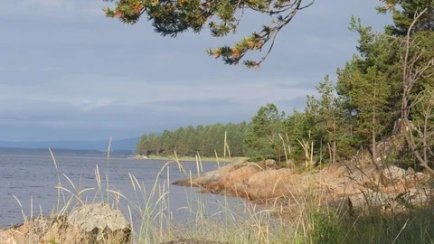 Static view to sea shore, pine forest and island. Ears are waving. 動画素材 84076881