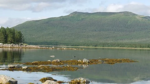 Static view to sea shore, pine forest and mountain. Kandalaksha gulf, White Sea. Video stock 84076906