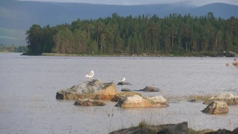 Static view to sea shore, pine forest and island. Two gulls sitting on a rock. Stock Footage 84076974