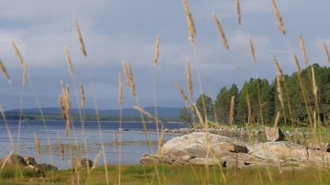 Static view to sea shore, pine forest and island. Ears are waving. 動画素材 84076975