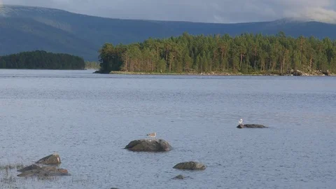 Static view to sea shore, pine forest and island. Two gulls sitting on a rock. 動画素材 84077069