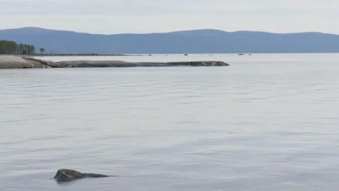 Static view to sea shore, pine forest and island. Kandalaksha gulf, White Sea. 動画素材 147508129