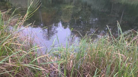 Static view of shoreline grass and calm river in Sweden Stock Footage 347219486