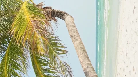 Static view single palm tree with sandy Beach and blue sky seascape. Ocean .. Stock-Footage 285157615