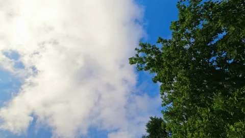 Static view up sky with clouds passing in blue sky background and green tree  Stock Footage 156867471