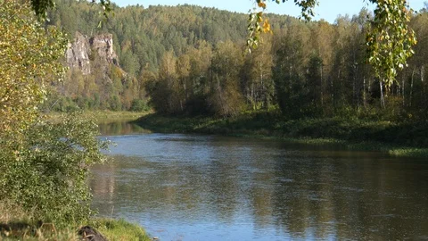 Static view to slow mountain river and pine forest 動画素材 101790989