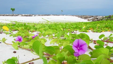 Static view Tropical wild flowers, white sand beach with blue sky above Mal.. Stockbeeldmateriaal 278265833