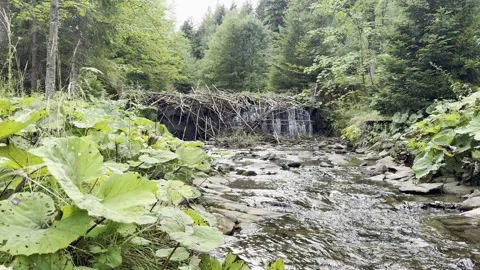 Static View of Wild Beaver Dam on Forest River 4K 30fps Video stock 344909090