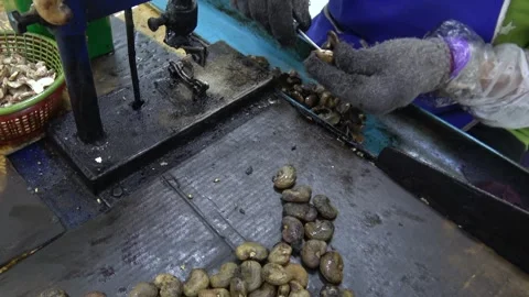 Static view of a woman using a machine to shell cashews in Thailand 4k Stock Footage 255488603