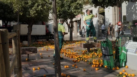 Static view of workers harvesting decorating orange trees in city center. Stock Footage 122271285