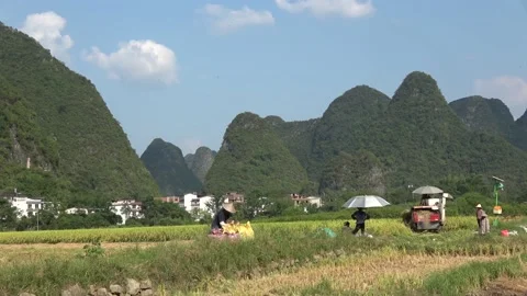 Static view of Yangshuo landscape rice production 4k Stock Footage 150729307