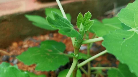 Static view of a young fig plant blown by wind. Vídeo Stock 124537413