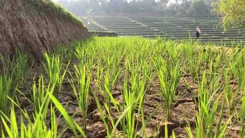 Static View Of Young Green Rice Plants Growing In Dry Cracked Soil On A Terr Stock Footage 346599332