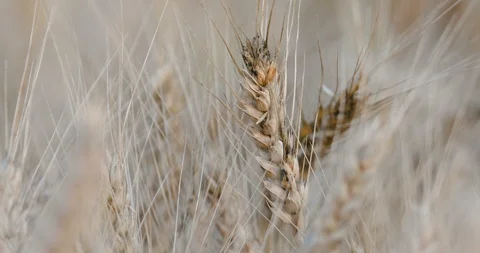 Static: wheat or barley plants Stock Footage 111400129