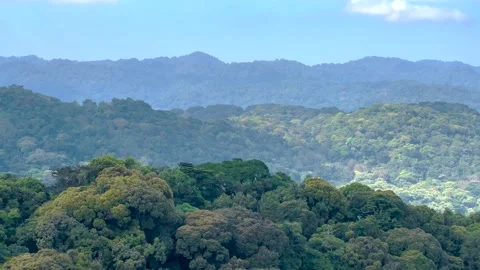 Static wide aerial panorama of Bwindi Impenetrable National Park's Afromontane Video stock 330915534