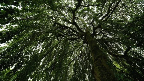 Static wide angle shot looking up underneath an old, tall willow tree Stock Footage 97183736