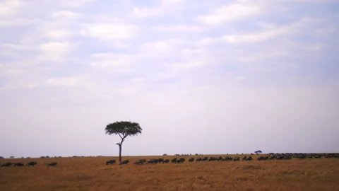 A static, wide- angle shot of Wildebeest stampeding across the Tanzanian plains Stock Footage 328547553