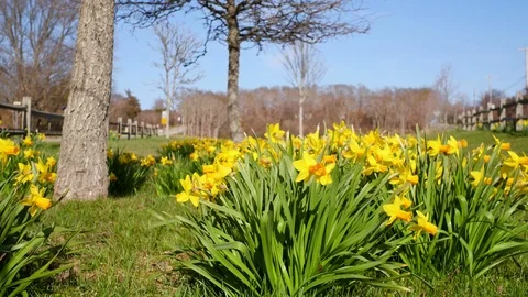 Static Wide of Daffodils Patch During the Daffodil Festival, Sconset, Nantucket Stock Footage 87726040