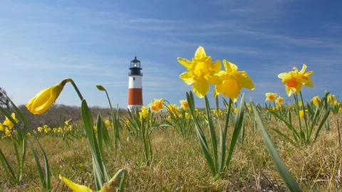 Static Wide of Daffodils at Sankaty Lighthouse During the Daffodil Parade Stock Footage 87888504