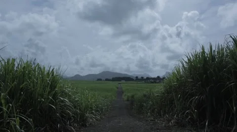 Static wide of road through sugar cane fields in Mauritius Stock Footage 64597151