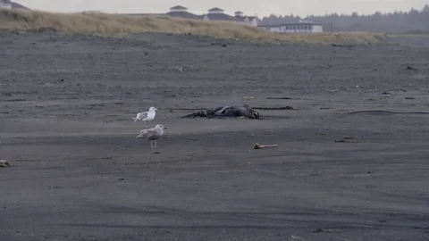 Static Wide of A Seagull and a Decaying Sea Lion 動画素材 82769621
