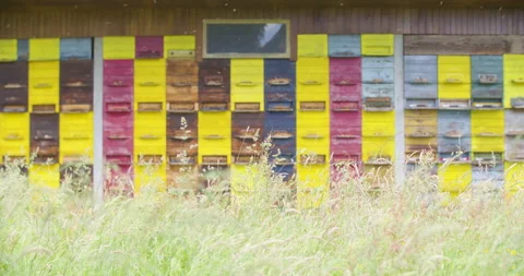 Static wide shallow focus shot, colorful beehive apiary with bees flying around. Stock Footage 132499898