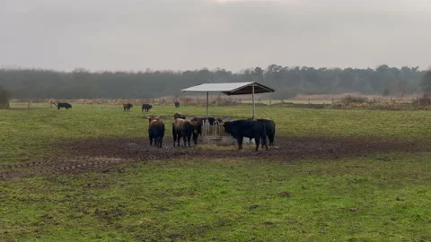 Static wide shot of cows grazing and eating on pasture during cloudy day outdoor Video stock 146233914