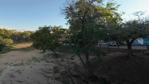 Static wide shot of a green leafy tree by a quiet sandy riverbank Stock Footage 339298197