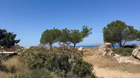Static wide shot of green pine trees growing near historical ancient ruins Stock Footage 336333982