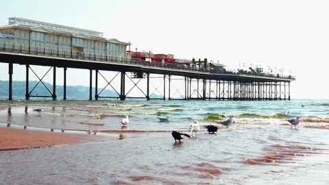 Static Wide Shot of Gulls and Crows Foraging in Beach Freshwater Stream by Stock Footage 336289929