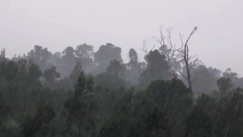 Static Wide Shot of Heavy Rain Falling Over Dense Green Forest Видео 336731386