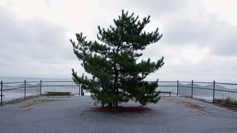 Static wide shot of lone pine tree overlooking the sea in Japan Stock Footage 321111902
