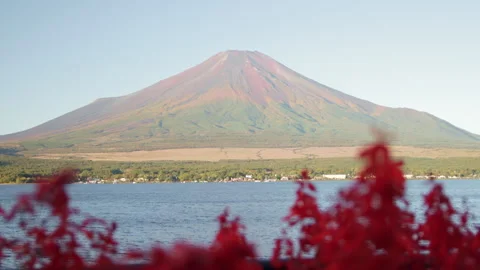 Static wide shot of Mount Fuji above Lake Yamanaka with blurred red flowers Stock Footage 321119329
