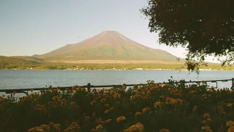 Static wide shot of Mount Fuji over Lake Yamanaka with yellow flowers Stock Footage 321119442