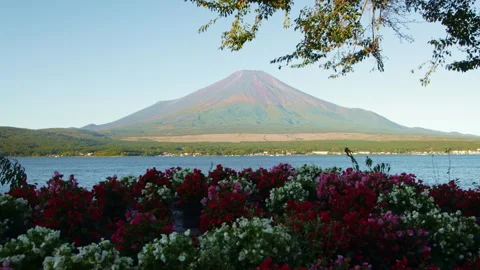 Static wide shot of Mount Fuji above Lake Yamanaka with flowers and branches Stock Footage 321119939