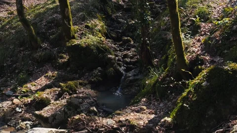 Static Wide Shot: Small Stream Flowing through Mossy Forest Rocks Stock Footage 270458531