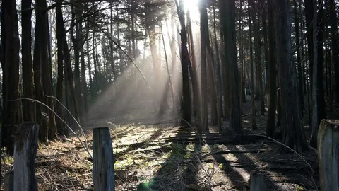 Static wide shot of sun rays in fort ross woods california Stock Footage 74095847