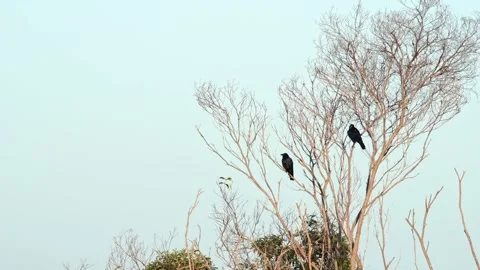Static wide shot of two Torresian Crows at Sunrise Stock Footage 131130049
