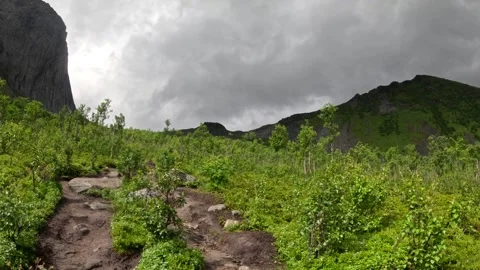 Static wide view of dirt hiking trail through birch forest toward Segla in Senja Vidéo 342059403