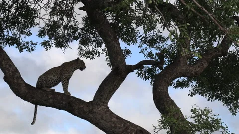 Static wide view of leopard sitting on tree branch and looking out Stock Footage 153627619