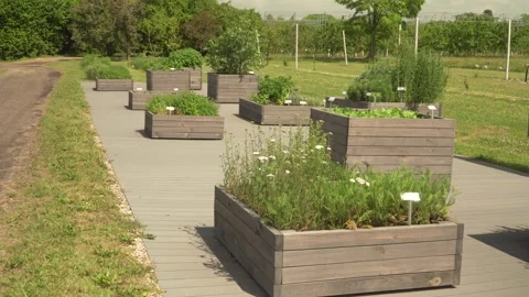 Static wide view of medicinal herbs growing in wooden planters Vídeos de archivo 337777451