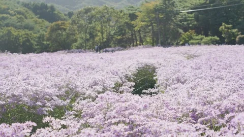 Static Wide View of a Purple Aster Field Stockbeeldmateriaal 347141978