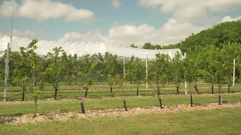 Static wide view of young cherry trees in a sunlit fruit orchard Stock Footage 337722257