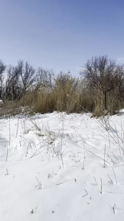 Static Winter Meadow Scene with Gentle Wind in Dry Grass Stock Footage 329764725